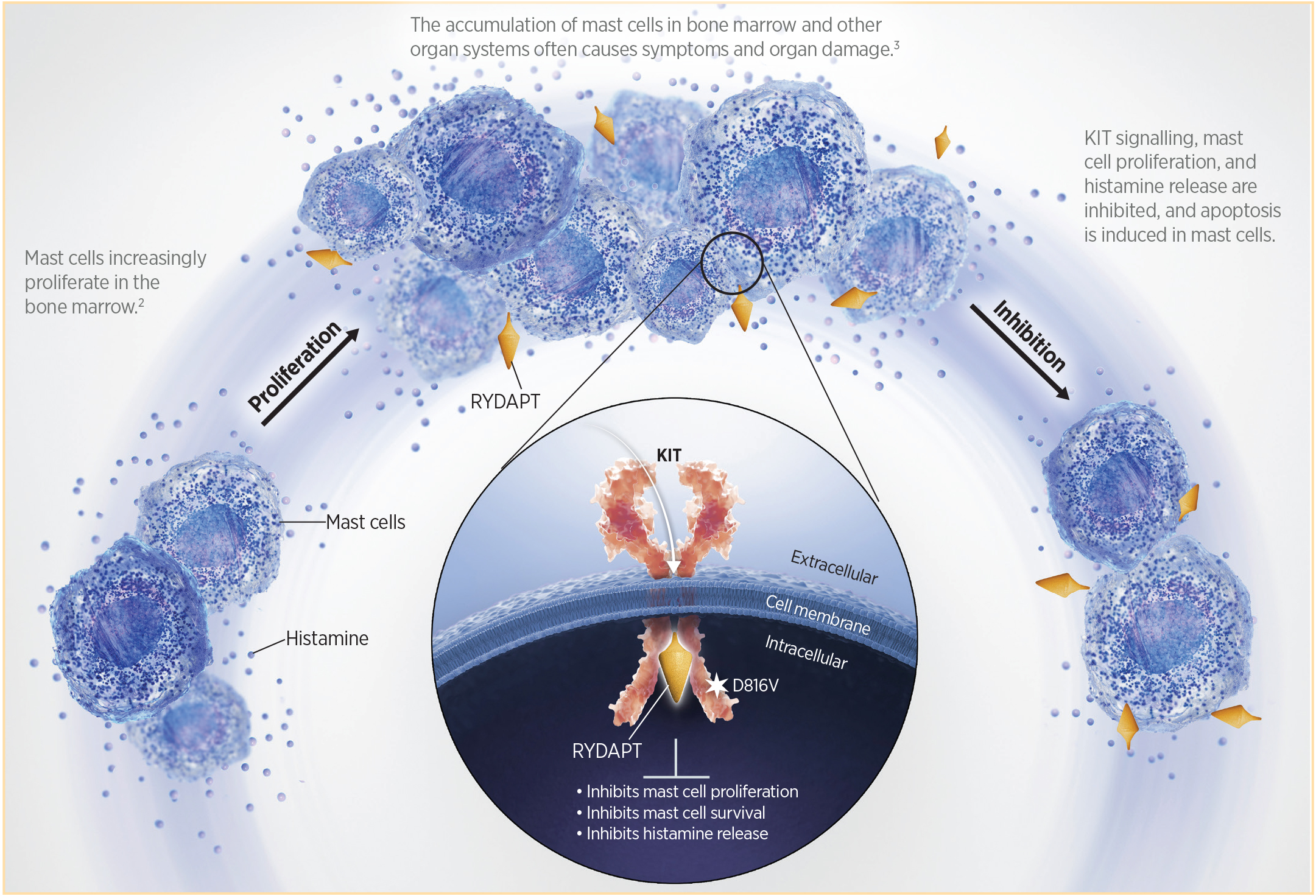 RYDAPT Advanced Systemic Mastocytosis MOA Receptor Graphic